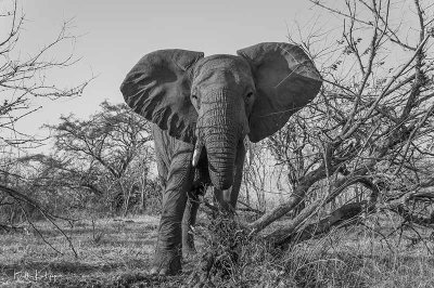Elephant, Ruaha Ntl Park  8