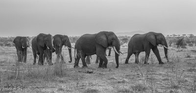 Elephants, Ruaha Ntl Park  9