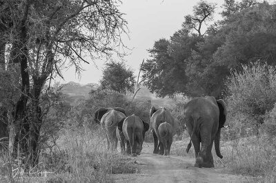 Elephants, Ruaha Ntl Park  12