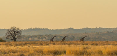 Masai Giraffes, Ruaha Ntl Park  1