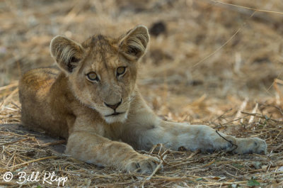 Lion Cub, Ruaha Ntl Park  3