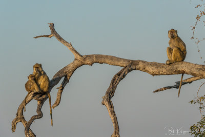 Yellow Baboons, Ruaha Ntl Park  11
