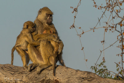 Yellow Baboons, Ruaha Ntl Park  12