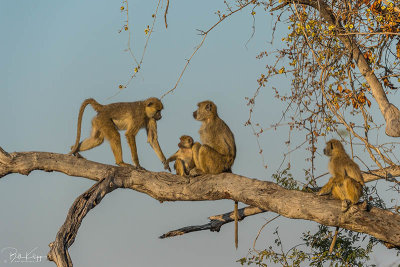 Yellow Baboons, Ruaha Ntl Park  13