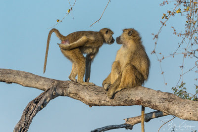 Yellow Baboons, Ruaha Ntl Park  15