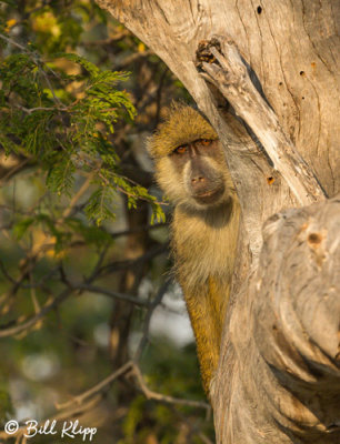 Yellow Baboon, Ruaha Ntl Park  17