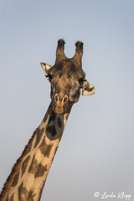 Masai Giraffe, Ruaha Ntl Park  3