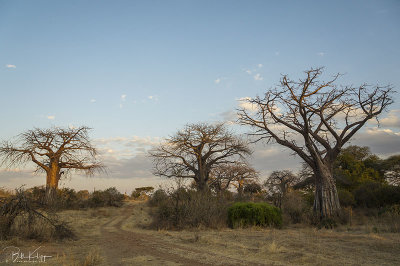 Baobab Trees, Ruaha Ntl Park  5