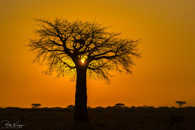 Sunrise, Baobab Trees, Ruaha Ntl Park  2