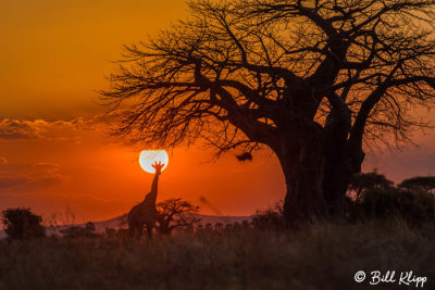 Giraffe Sunset, Ruaha Ntl Park  1