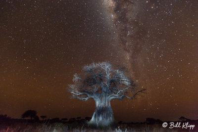 Milky Way Baobab Tree, Ruaha Ntl Park 5