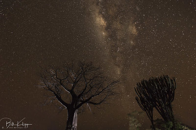 Milkly Way Baobab Tree, Ruaha Ntl Park 2