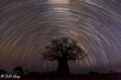 Star Trail Baobab Tree, Ruaha Ntl Park 1