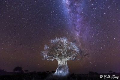 Milky Way Baobab Tree, Ruaha Ntl Park 3