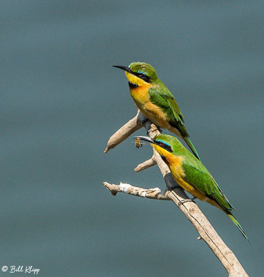 Little Bee Eater, Ruaha Ntl Park  4