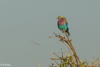Lilac Breasted Roller, Ruaha Ntl Park  2