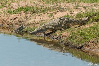 Crocodiles, Ruaha Ntl Park  3