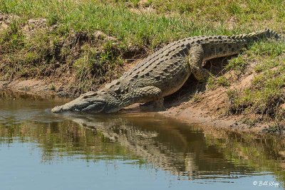 Crocodiles, Ruaha Ntl Park  4