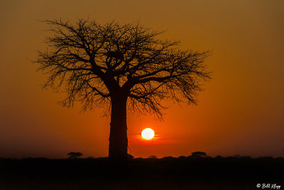 Sunrise, Baobab Trees, Ruaha Ntl Park  3