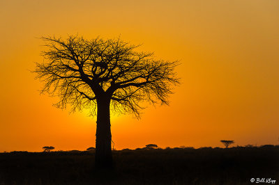 Sunrise, Baobab Trees, Ruaha Ntl Park  4