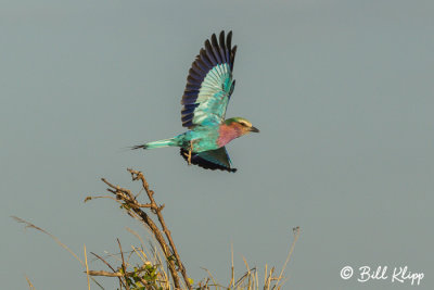 Lilac Breasted Roller, Serengeti  1