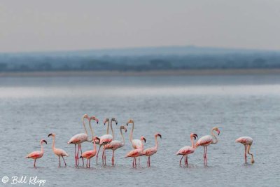 Flamingos, Tarangire Ntl. Park  2