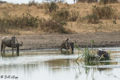 Wildebeests, Tarangire Ntl. Park  1