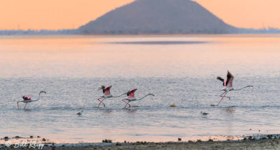 Flamingos, Tarangire Ntl. Park  3