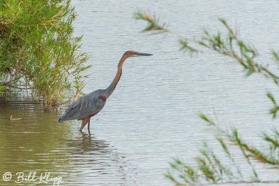 Goliath Heron, Tarangire Ntl. Park  1