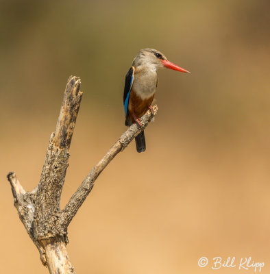 Malachite Kingfisher, Tarangire Ntl. Park  1