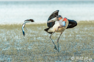 Marabou Stork, Tarangire Ntl. Park  3