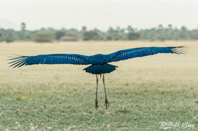 Marabou Stork, Tarangire Ntl. Park  4