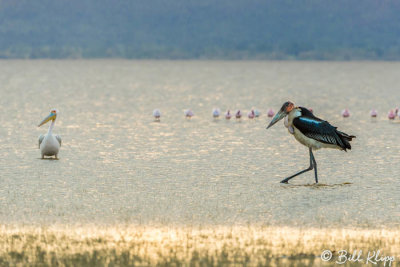 Marabou Stork, Tarangire Ntl. Park  5