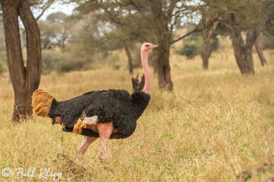 Ostrich, Tarangire Ntl. Park  2