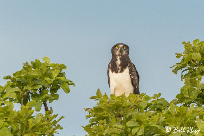 Snake Eagle, Tarangire Ntl. Park  1