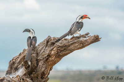 Von Derdeckens Hornbill, Tarangire Ntl. Park  1