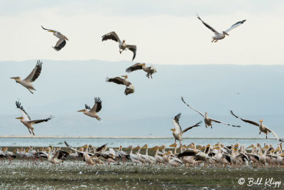 White Pelicans, Tarangire Ntl. Park  1