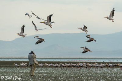 White Pelicans, Tarangire Ntl. Park  2