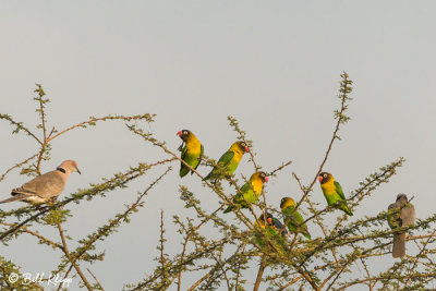 Yellow Collared Lovebirds, Tarangire Ntl. Park  2