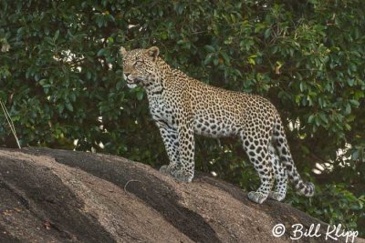 Leopard, Serengeti  3