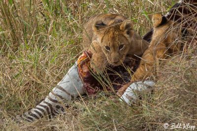 Lion Cub, Serengeti  4