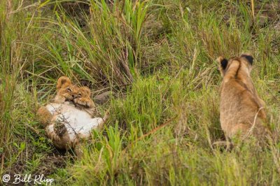 Lion Cubs, Serengeti  5