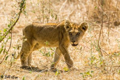 Lion Cub, Serengeti  7