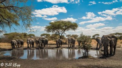 Elephants, Tarangire Ntl. Park  6