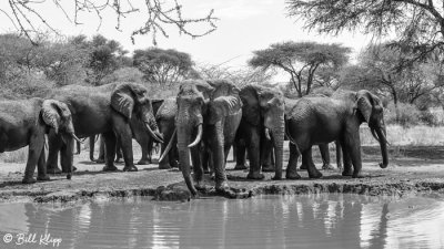 Elephants, Tarangire Ntl. Park  9