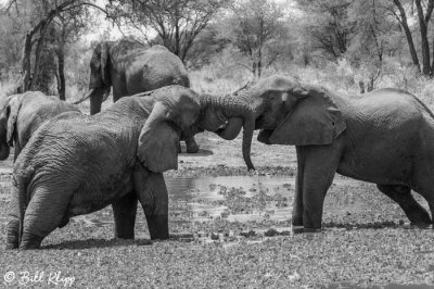 Elephants, Tarangire Ntl. Park  12