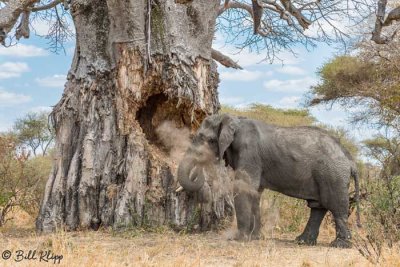 Elephant eating Baobab Tree, Tarangire Ntl. Park  18