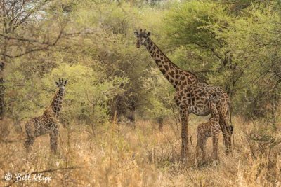 Giraffes, Tarangire Ntl Park  1
