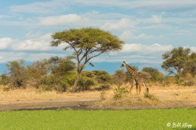 Giraffes, Tarangire Ntl Park  3