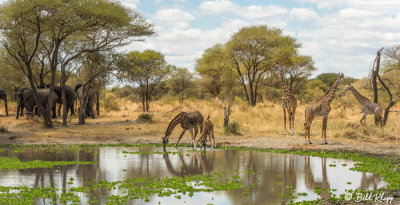 Giraffes, Tarangire Ntl Park  4